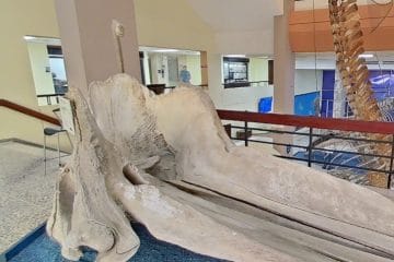 Museo de Historia Natural de Saint-Domingue