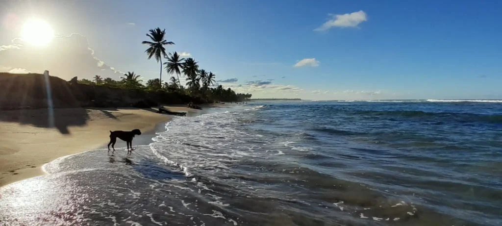 Hôtels dans la zone d'Uvero Alto à Punta Cana