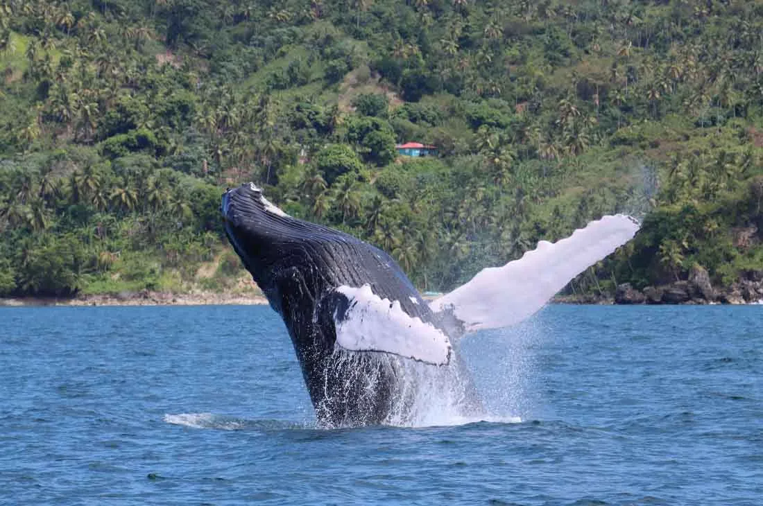 Excursions à Samaná