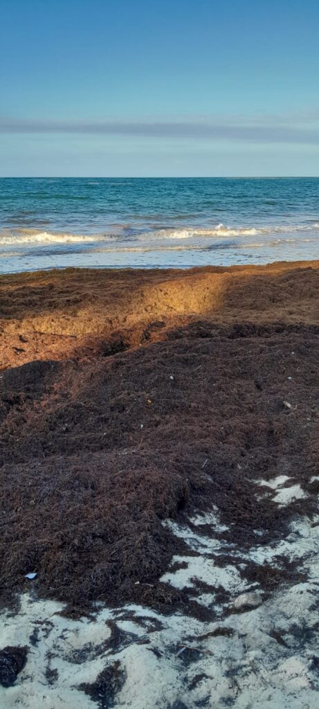 sargasses sur les plages de Punta Cana en 2026