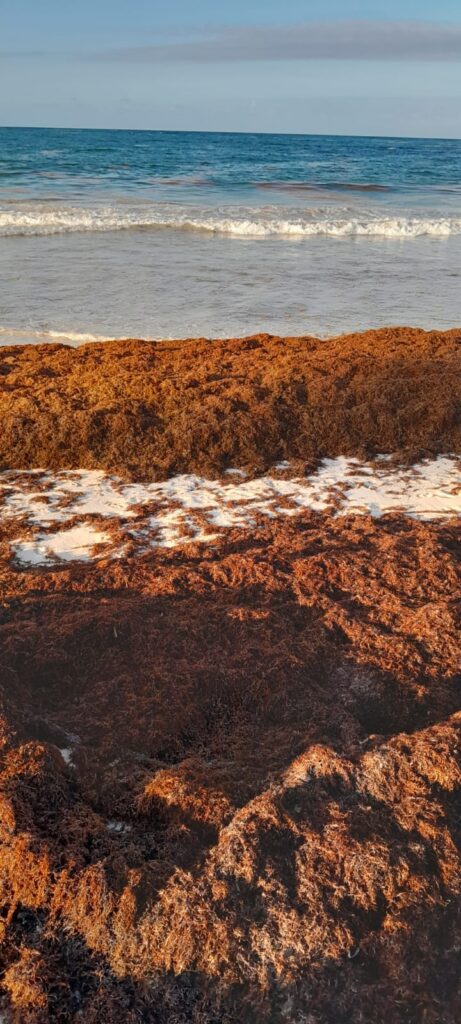 sargasse 2026 Punta Cana